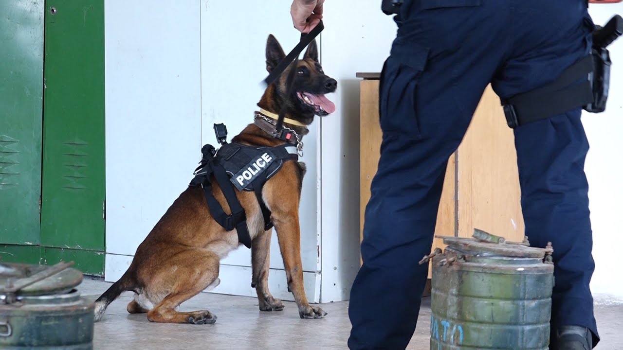 Brenda ekipit të qenve policor që zbulojnë drogën e eksplozivin