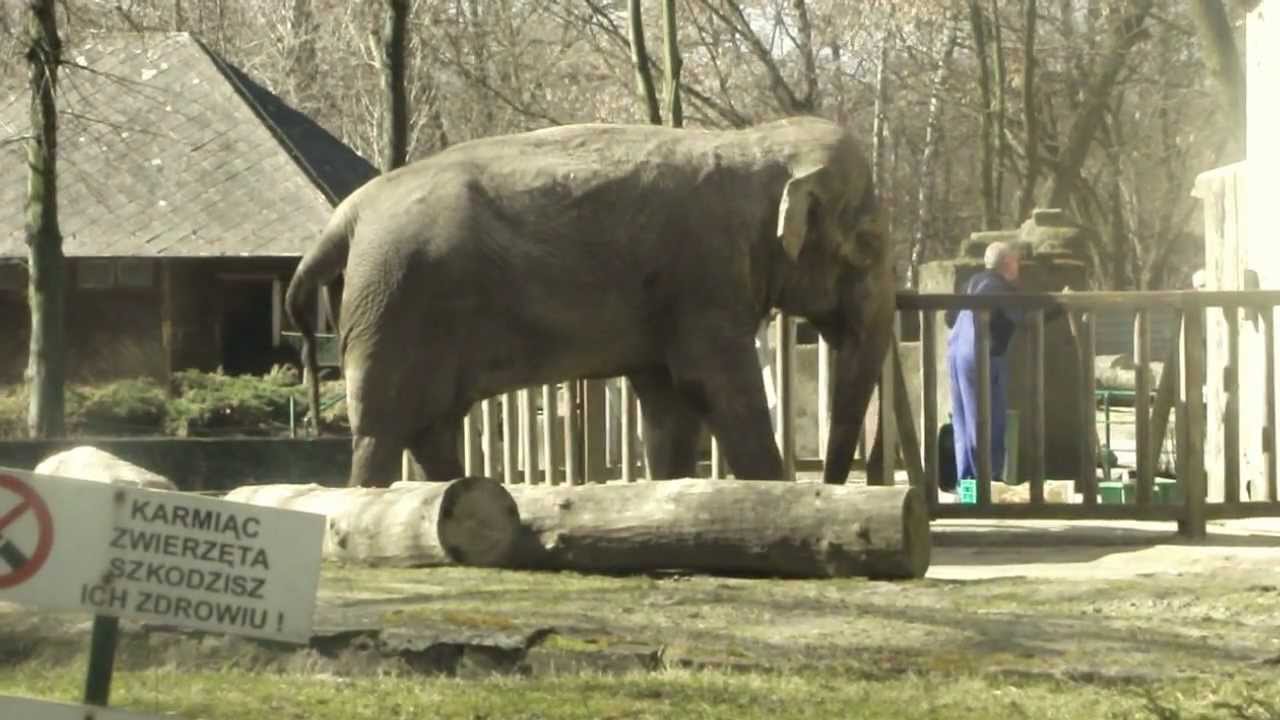 Lodz in Poland ZOO - Słoń indyjski - Азиатский слон - Elephas maximus -