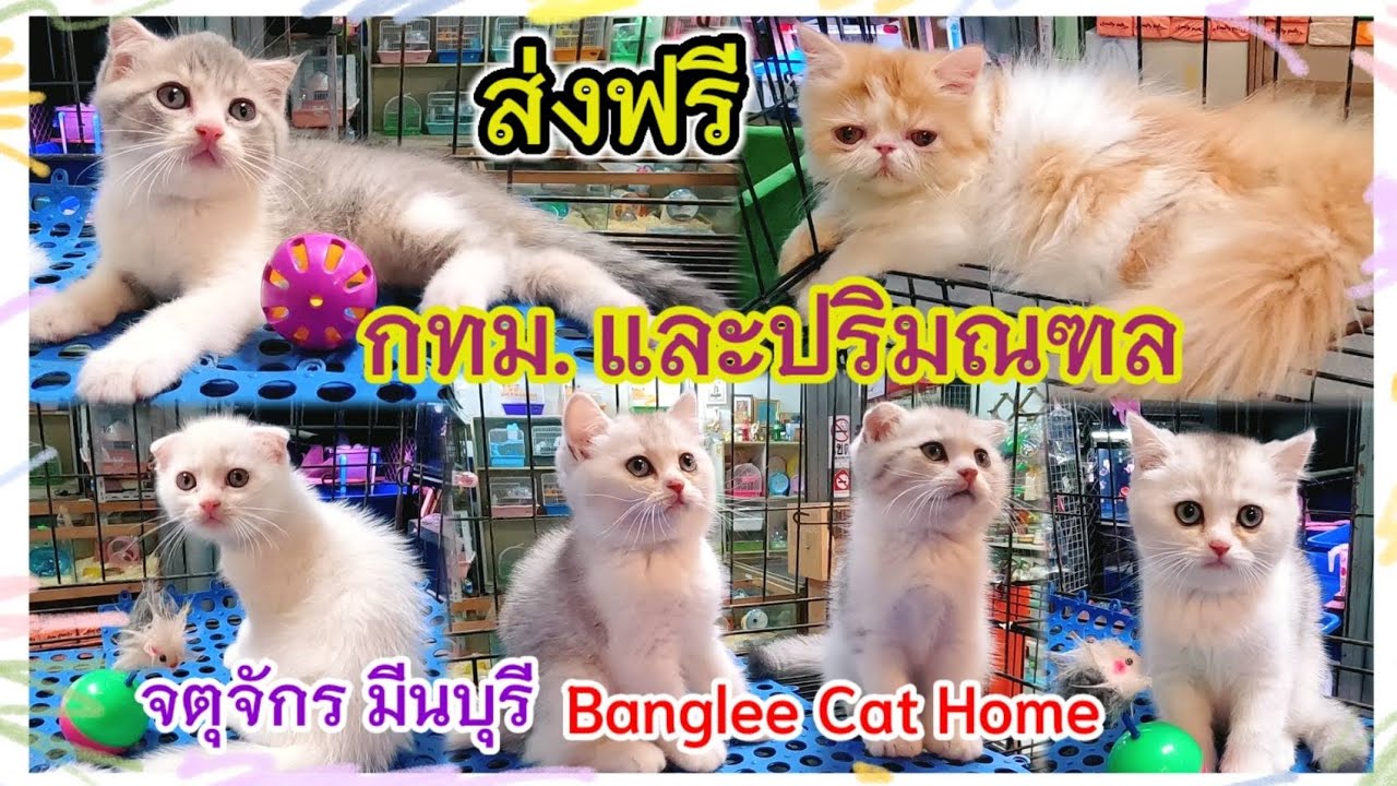 อัปเดตราคาน้องแมว ส่งฟรี กรุงเทพและปริมณฑล ร้านBanglee Cat Home จตุจักร มีนบุรี