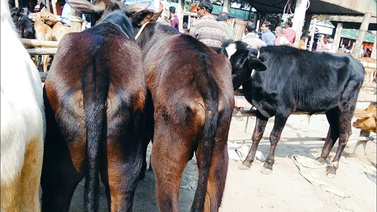 24/02/2026 মাত্র 67 হাজার টাকা ফ্রিজিয়ান গরু,,,,