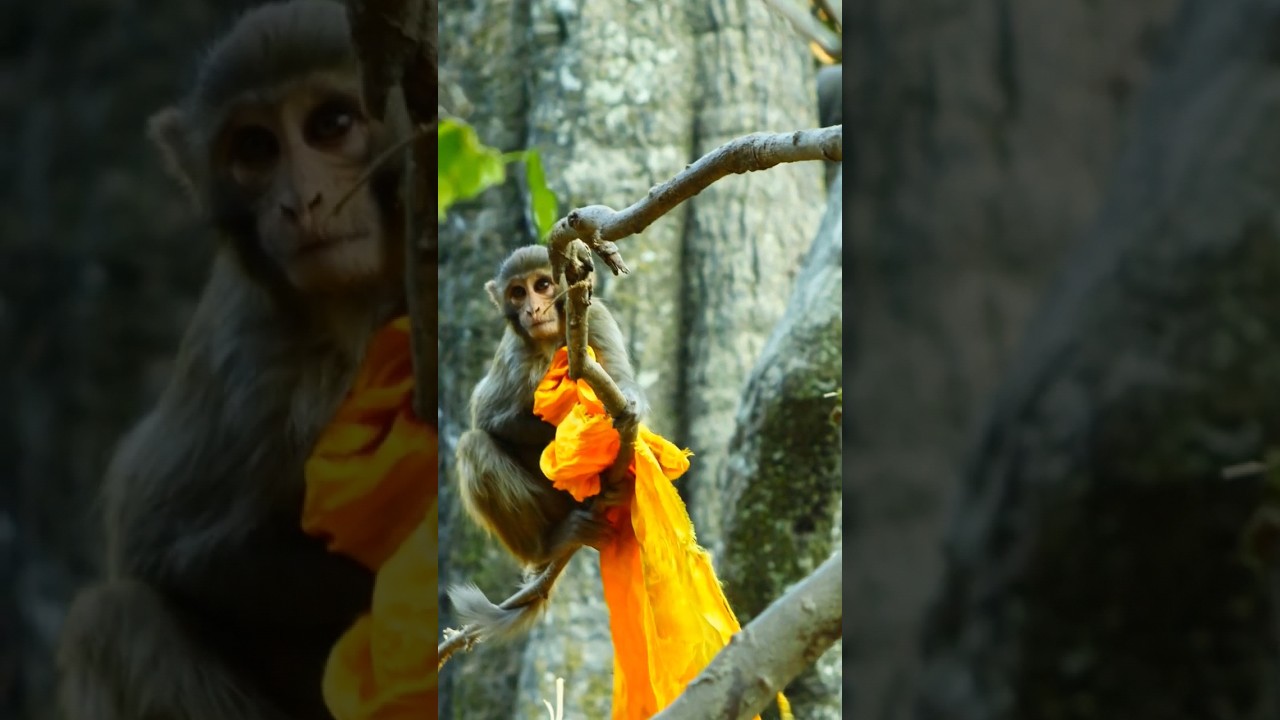Monkey Holding Yellow Silk #shortsviral #youtubeshorts #monkey