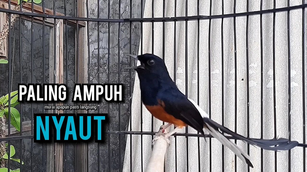 murai batu gacor AMPUH buat PANCINGAN murai batu agar bunyi JADIKAN burung murai gacor EMOSI