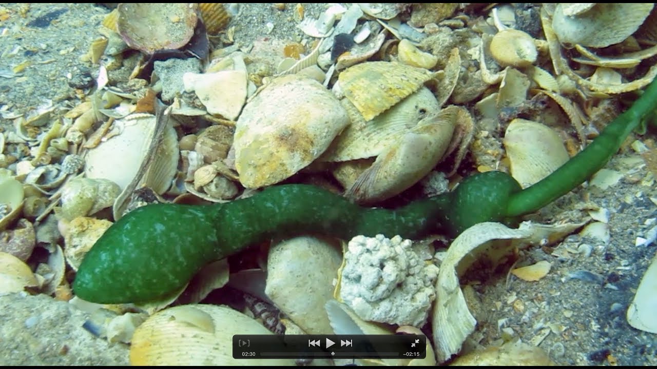 What on Earth is this Bizarre Underwater Creature??? GREEN SPOON WORM!!!