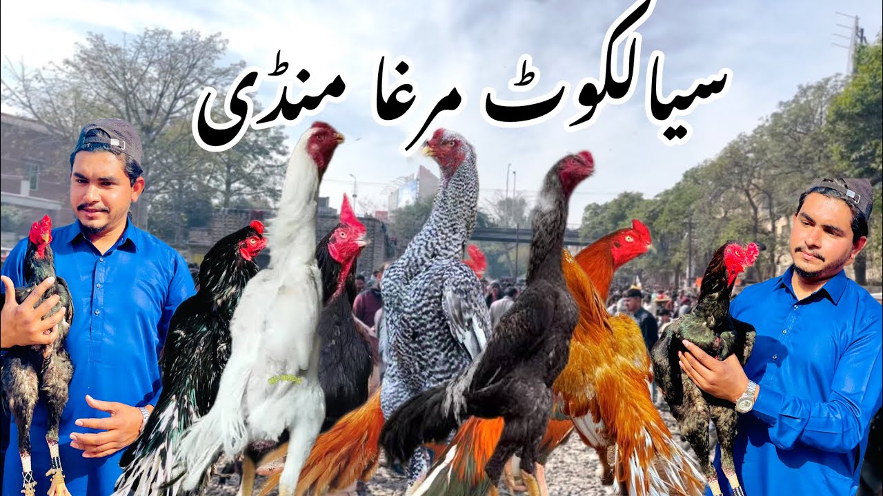 Sialkot Murga Mandi (sunday mundi) near stadum rod sialkot (phatk) #murgamadni#sialkot #shortsvideo 