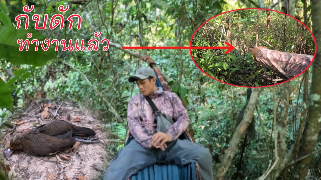 นั่งห้างหมานแล้ววันนี้/ນັ່ງຫ້າງເຝິກນົກລົງກິນນ້ຳ