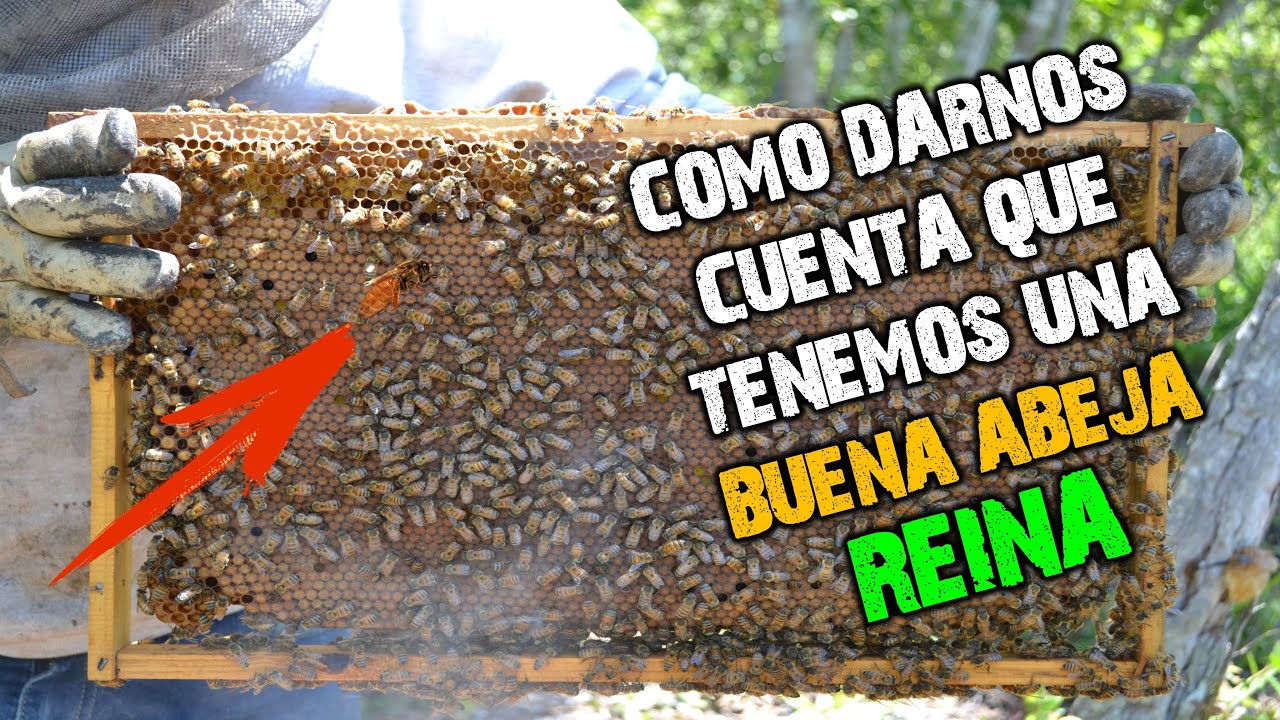 Como saber si la Abeja Reina es de Buena Calidad Como esta!