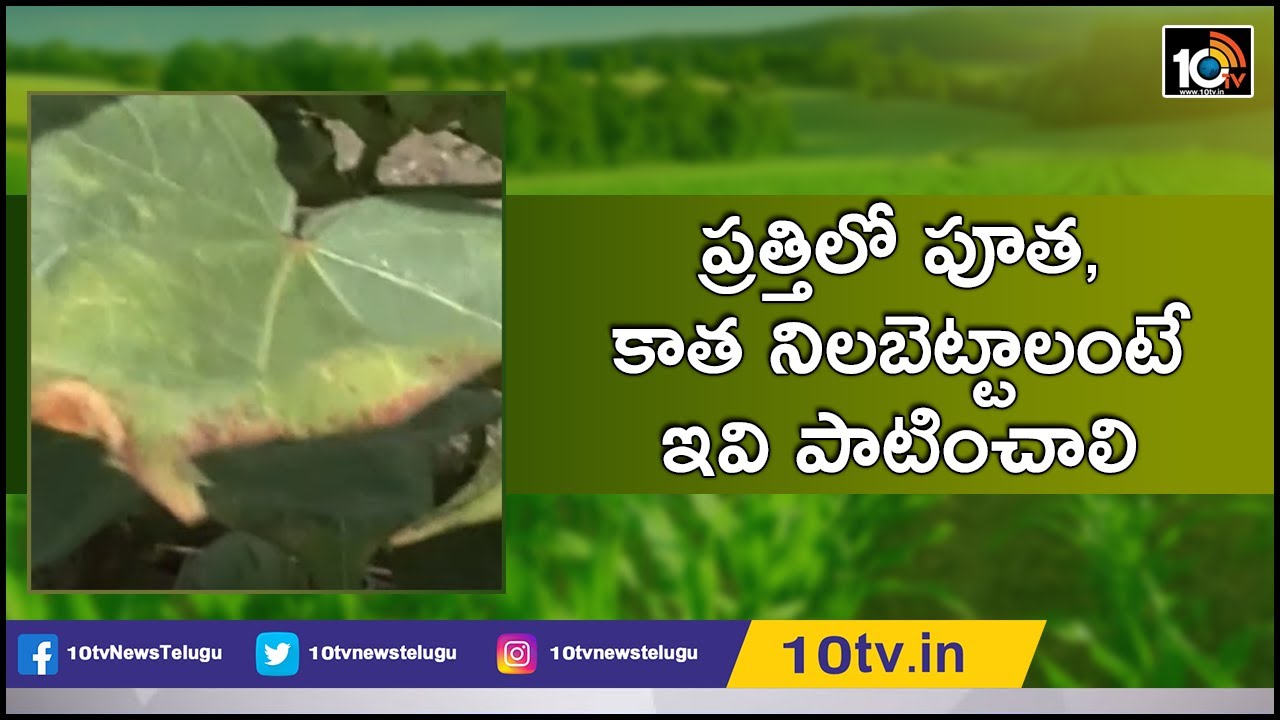 ప్రత్తిలో పూత, కాత నిలబెట్టాలంటే ఇవి పాటించాలి | Cotton Cultivation Techniques: Matti Manishi | 10TV