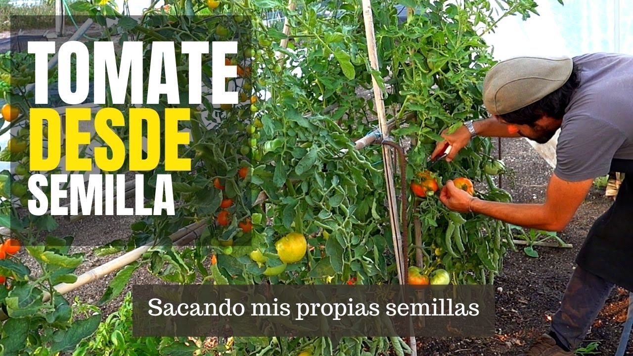 TOMATE de MATA ALTA | desde la Semilla