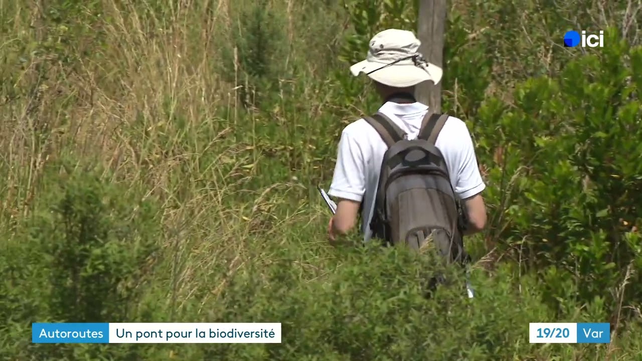 “C’est du génie écologique” : ce pont qui enjambe l’autoroute change la vie des animaux