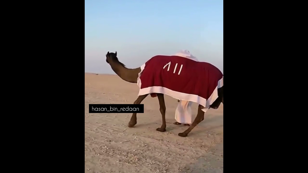 منقية الشيخ / جاسم بن حمد ال ثاني . اختم اعجابك بذكر الله والصلاة على النبي