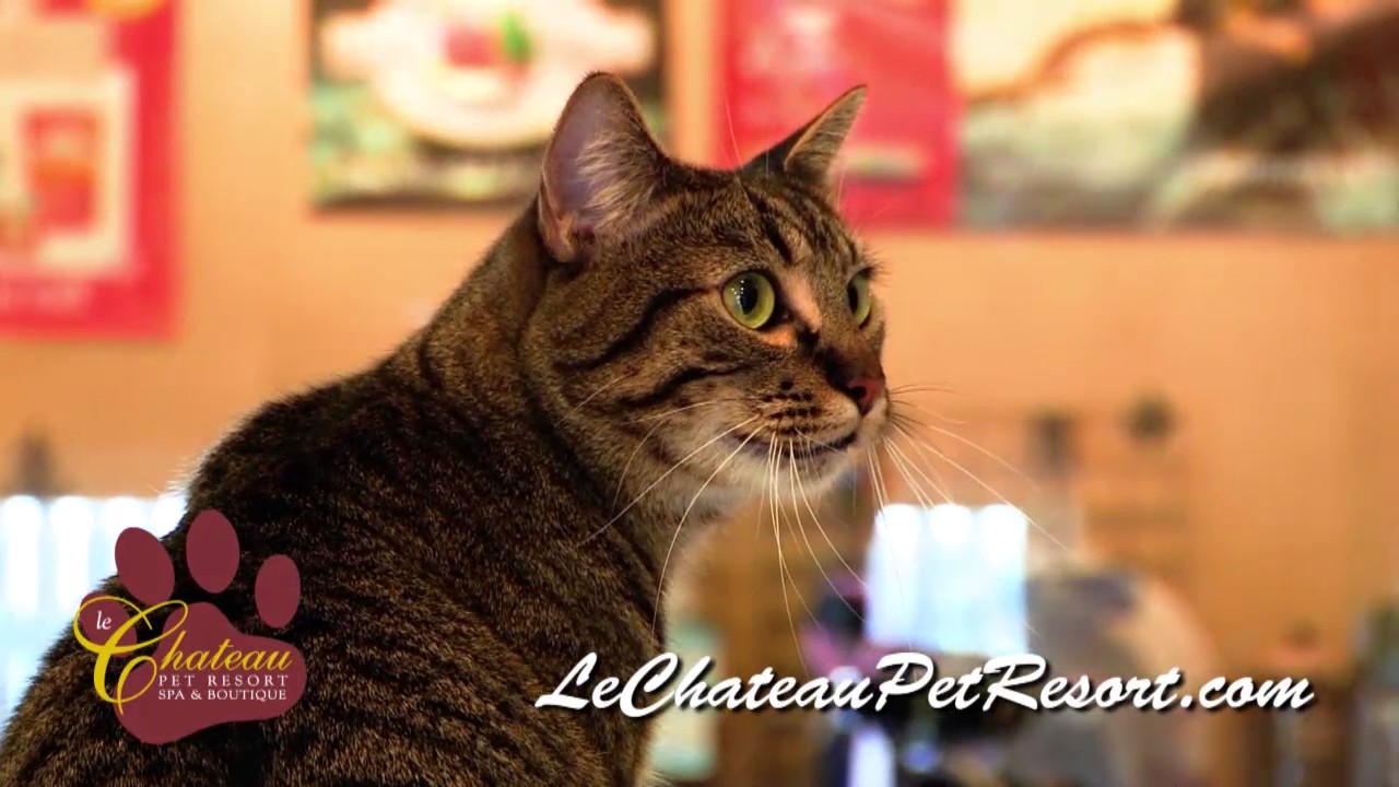 Pet Boarding at Le Chateau Pet Resort
