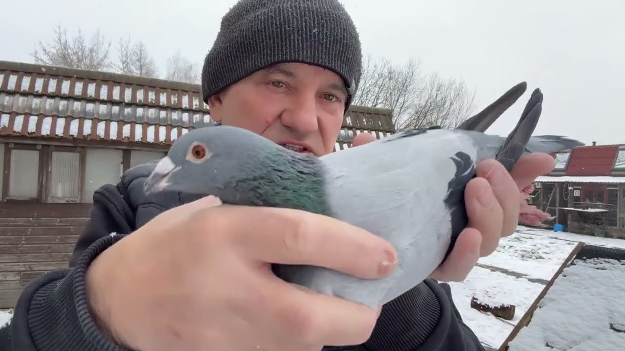Gołębie Huriccan 51 Vlomans imbredy do rozpłodu 513016809 Artur Pawelec