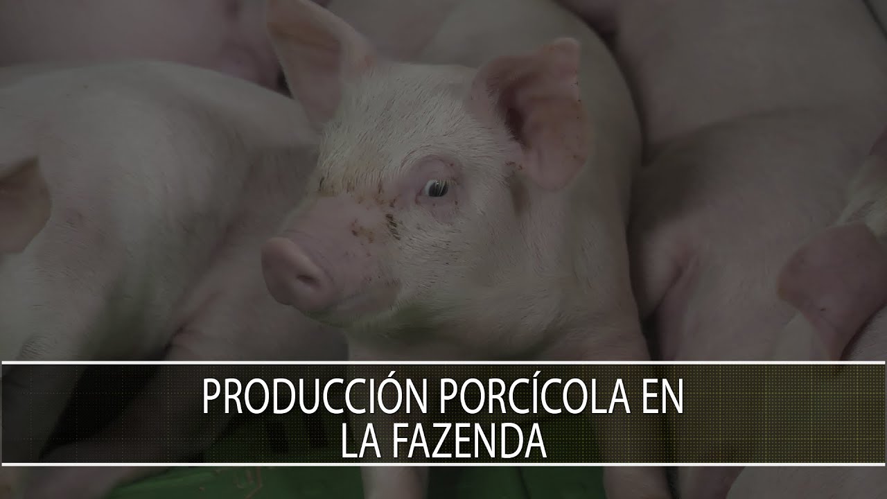 Produccion porcicola en La Fazenda - TvAgro por Juan Gonzalo Angel Restrepo