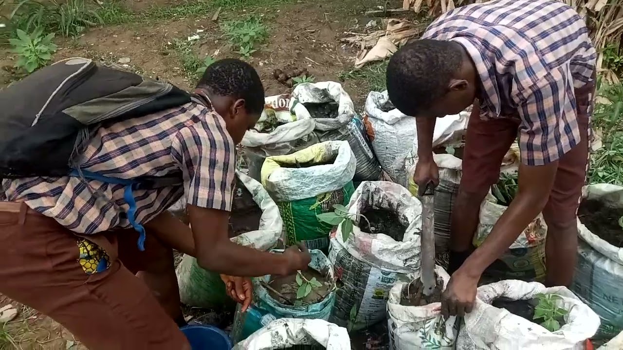 Planting of Bitter leaf and Scent leaf in bags (student practical class)