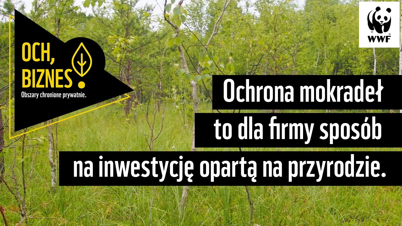 Ochrona mokradeł to dla firmy spos&oacute;b na inwestycję opartą na przyrodzie. WWF Polska