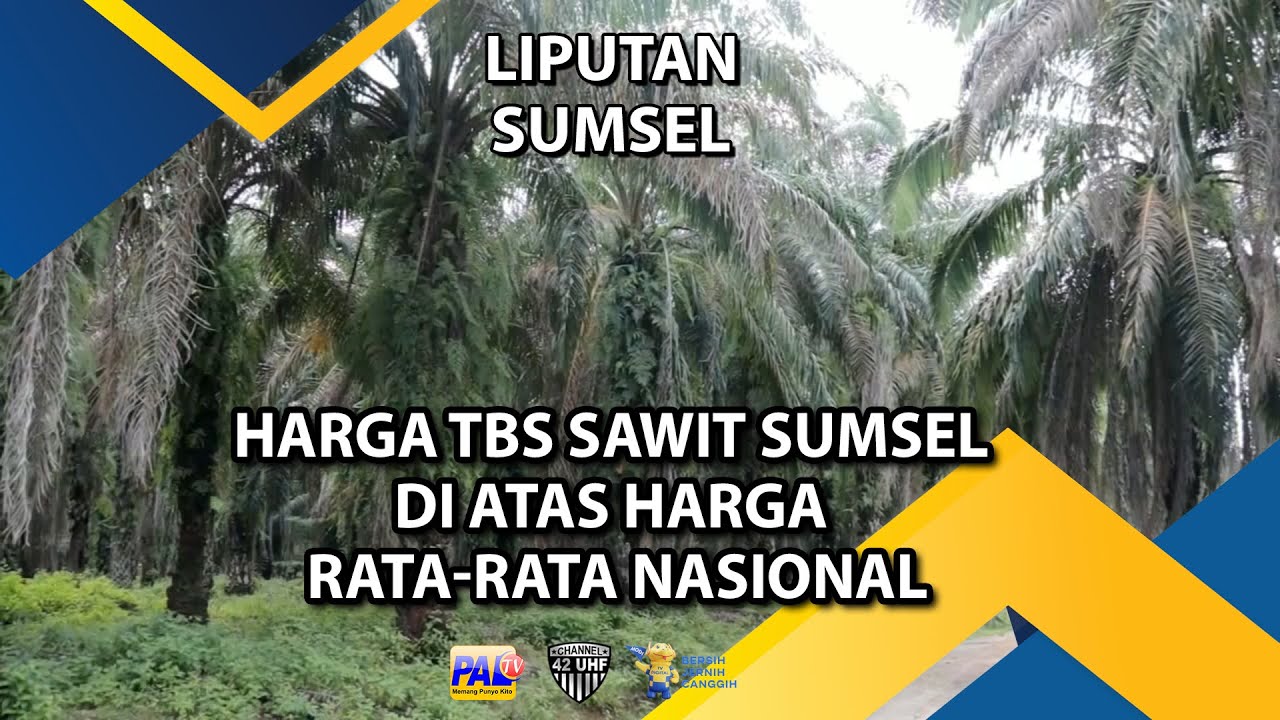 Harga TBS Sawit Sumsel di Atas Harga Rata Rata Nasional