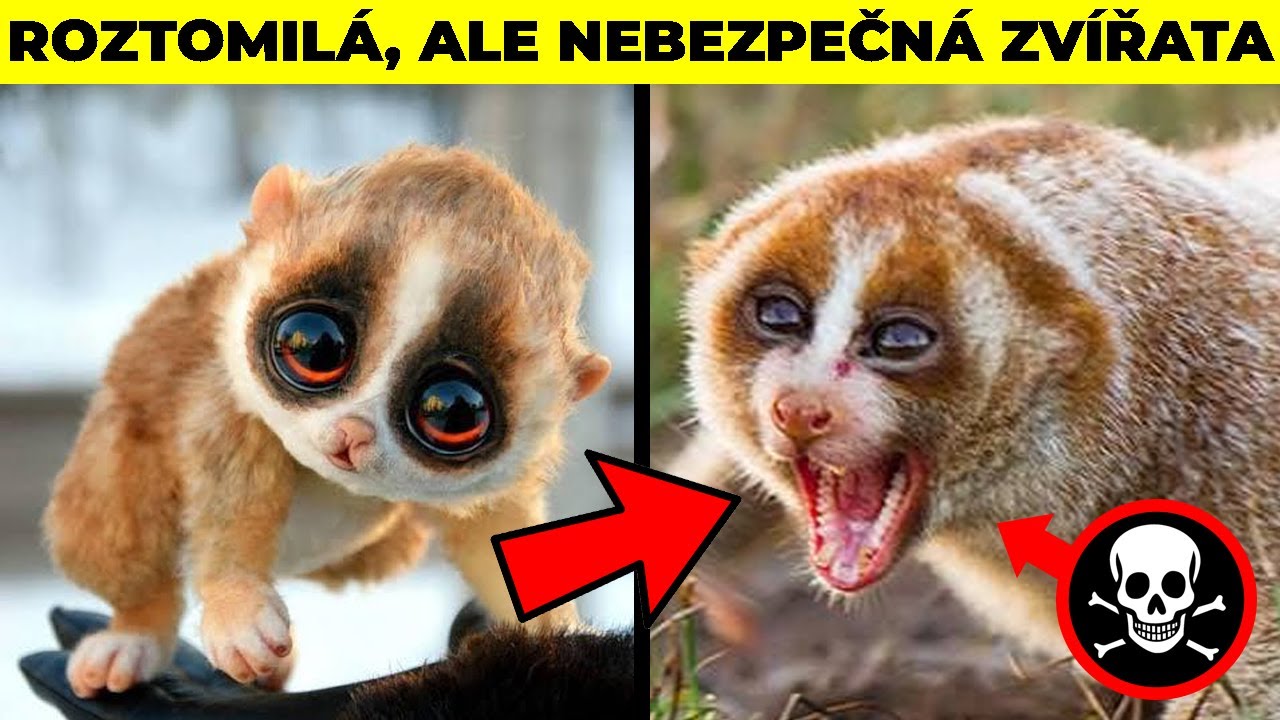 TOP 5 Roztomil&aacute; Zv&iacute;řata, Kter&aacute; V&aacute;s Mohou Zab&iacute;t