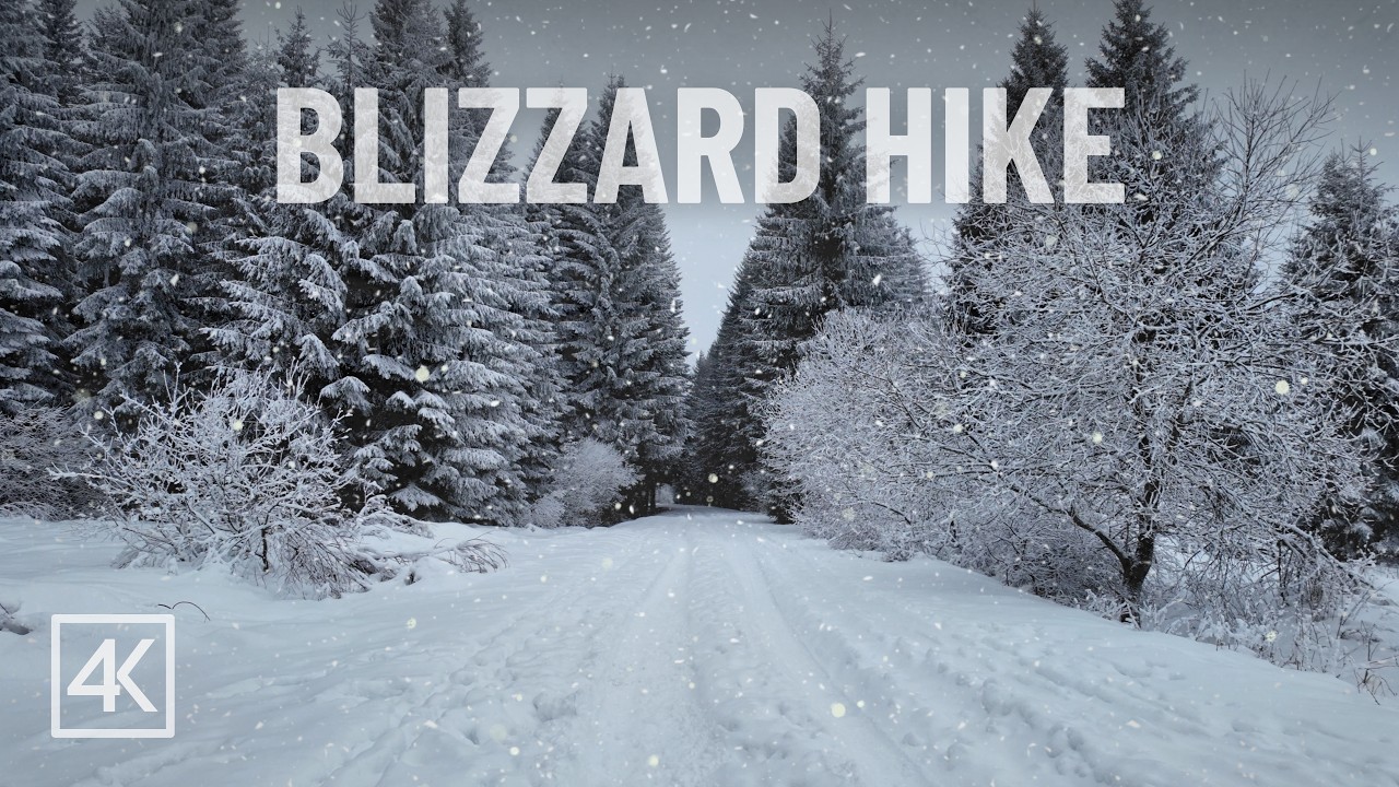 Blizzard Snow Walk | Heavy Snowfall & Wind Sounds | 4K National Park