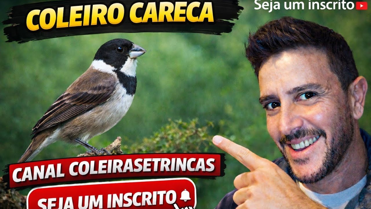Coleiro Careca nova No Plantel..#coleiro 