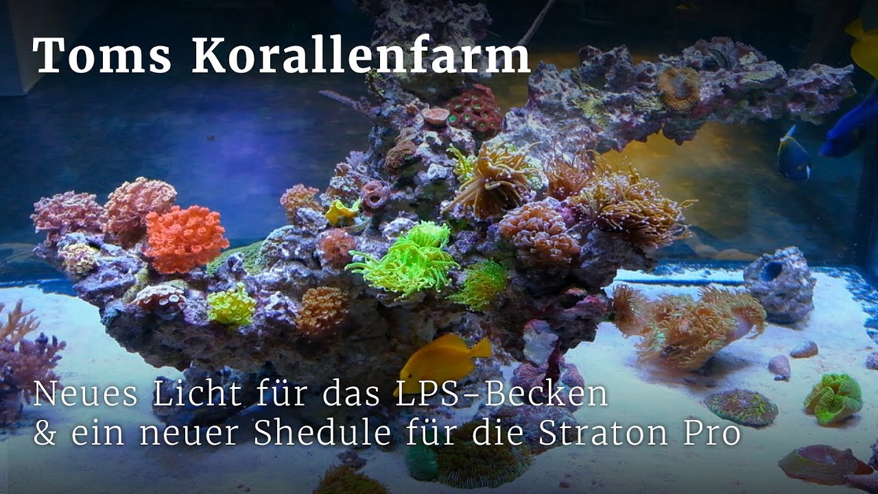 Neues Licht für das große LPS-Aquarium und ein neuer Schedule für die Straton Pro