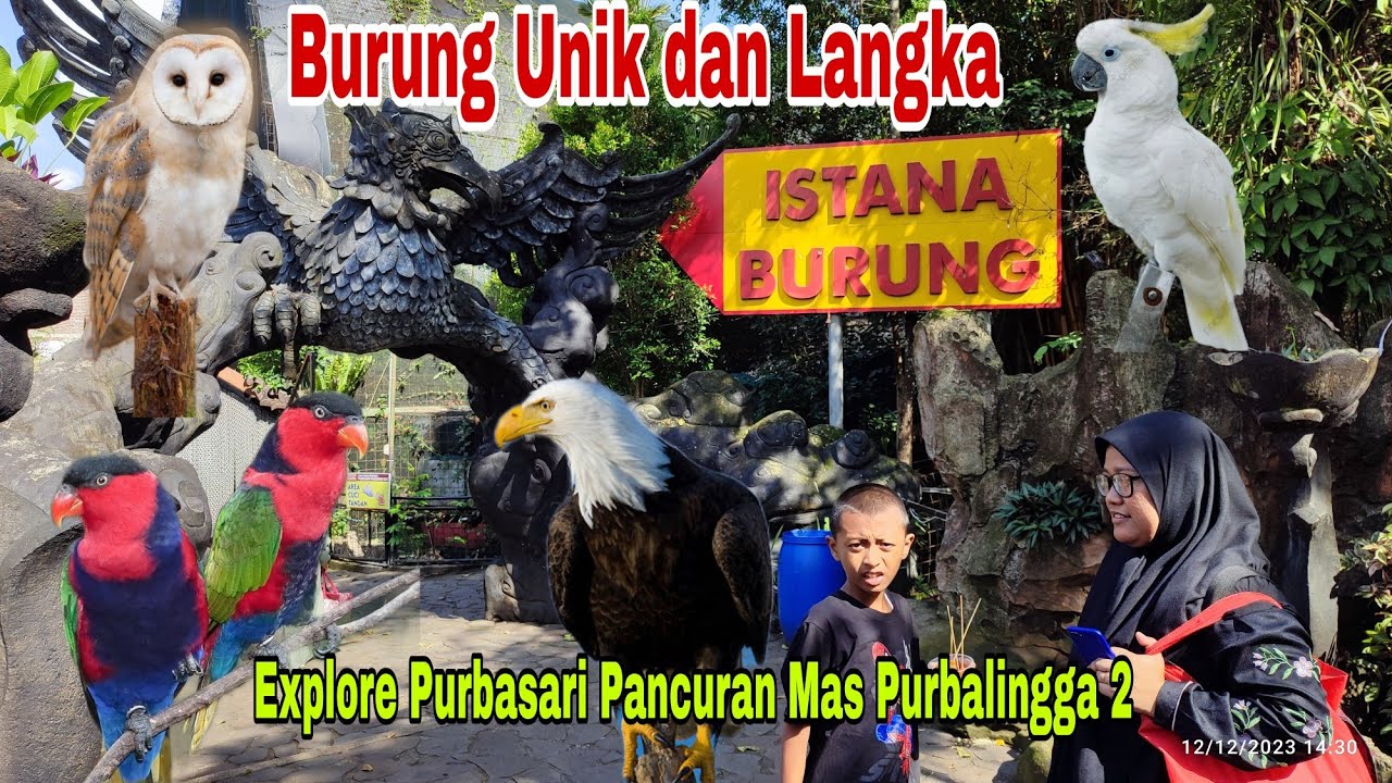 FULL EXPLORE PURBASARI PANCURAN MAS PURBALINGGA 2 ISTANA BURUNG UNIK DAN LANGKA