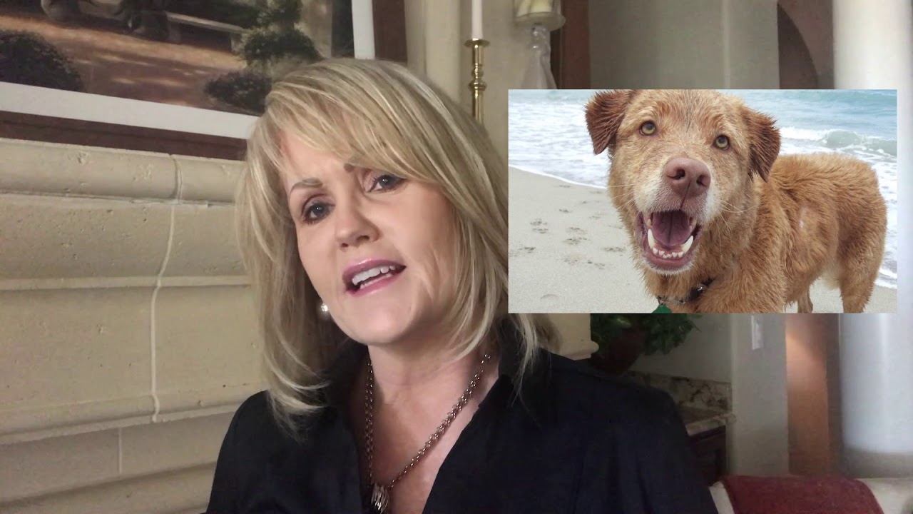 Dog Friendly Beaches in Florida
