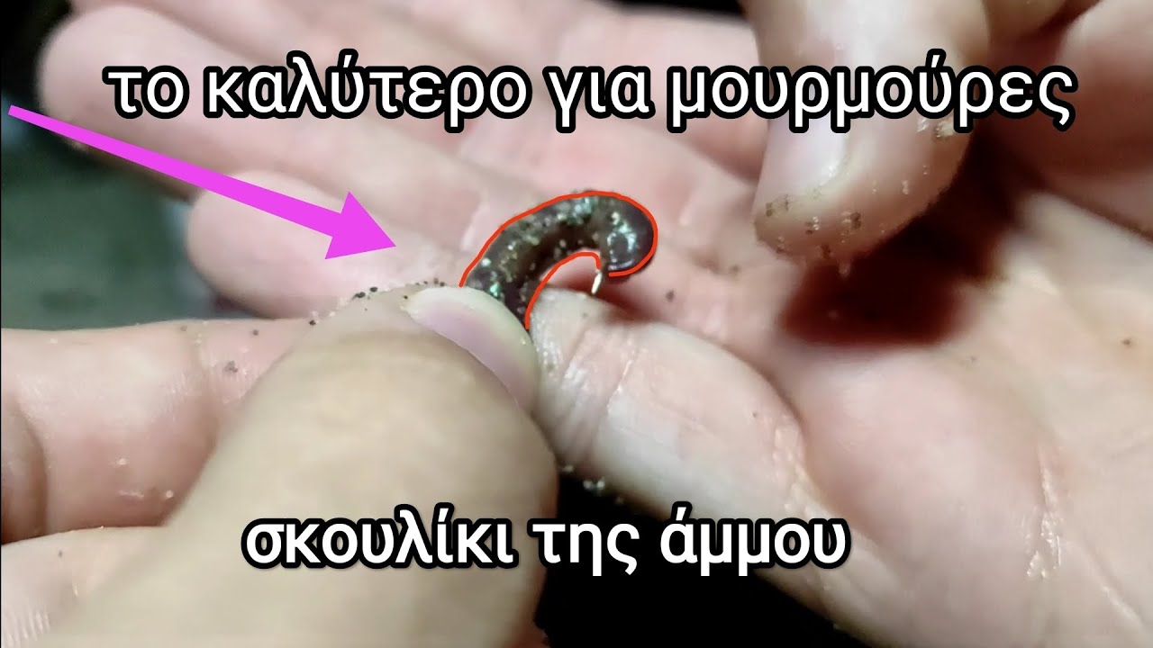 ο ΚΑΛΥΤΕΡΟΣ τρόπος για δόλωση σκουλίκι της άμμου (@anastasisfishingandvlogs)