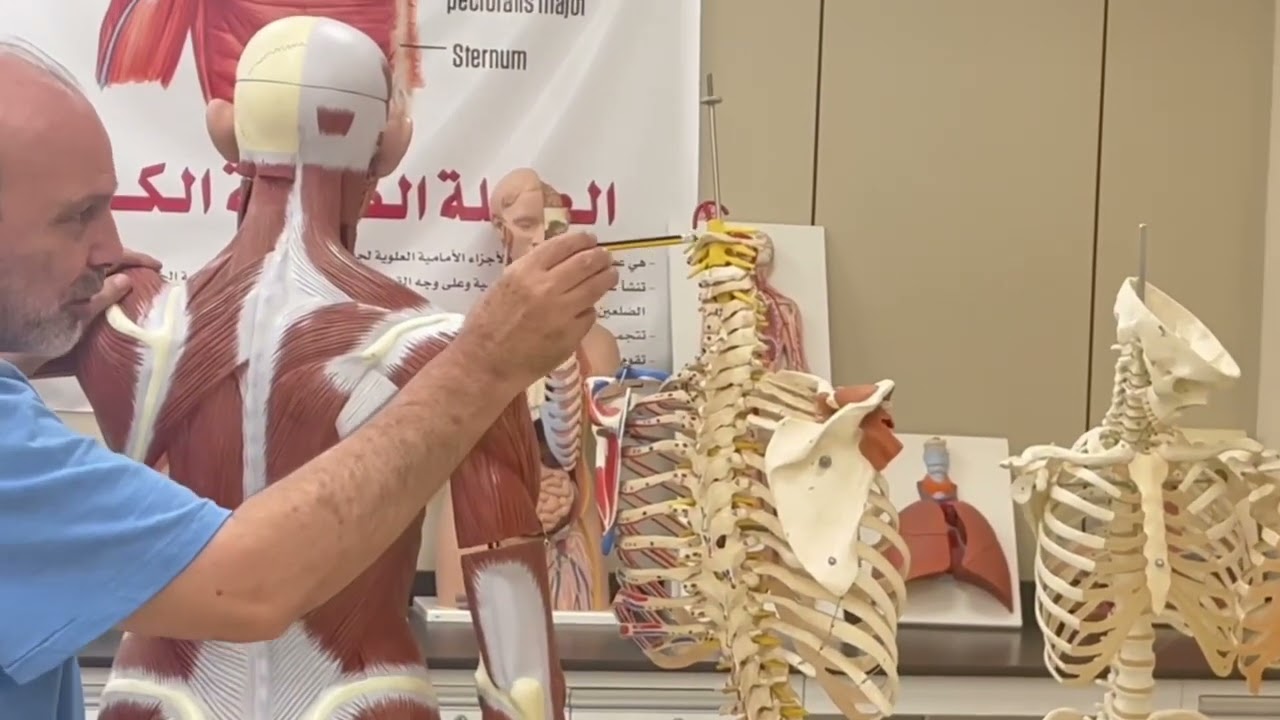 العضله المنحرفة المربعة | شرح نظري وعملي | د. محمود يوسف