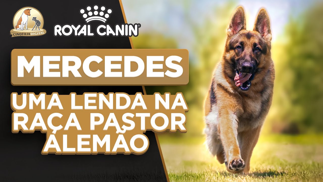 Pastor Alemão Nos Estados Unidos | Cinofilia Digital