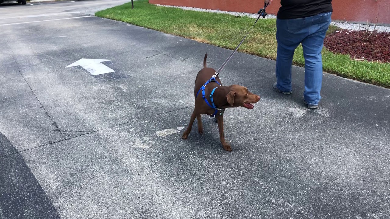 Jordy's Rear Leg Prosthetic | Petsthetics