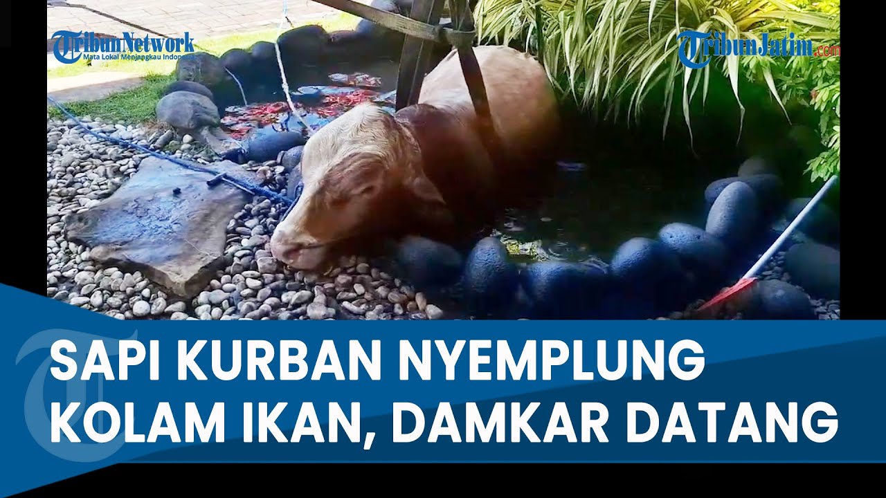DETIK DETIK SAPI KURBAN NYEMPLUNG KOLAM IKAN di Disdik Jatim, Pemadam Kebakaran Terjunkam Crane