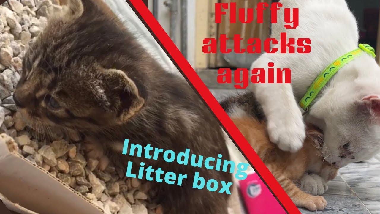 Abandoned kittens part 4| angry white cat attacks again | introducing litter box | Rescue kittens