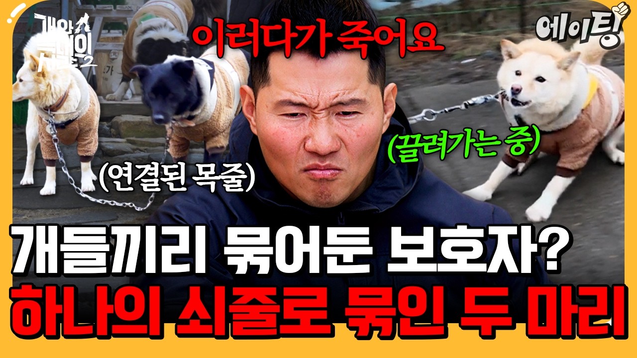 [#에이팅] 반복되는 첫째의 탈출을 막으려 아빠견과 하나의 쇠줄로 묶은 보호자💥 | #개와늑대의시간2 7회