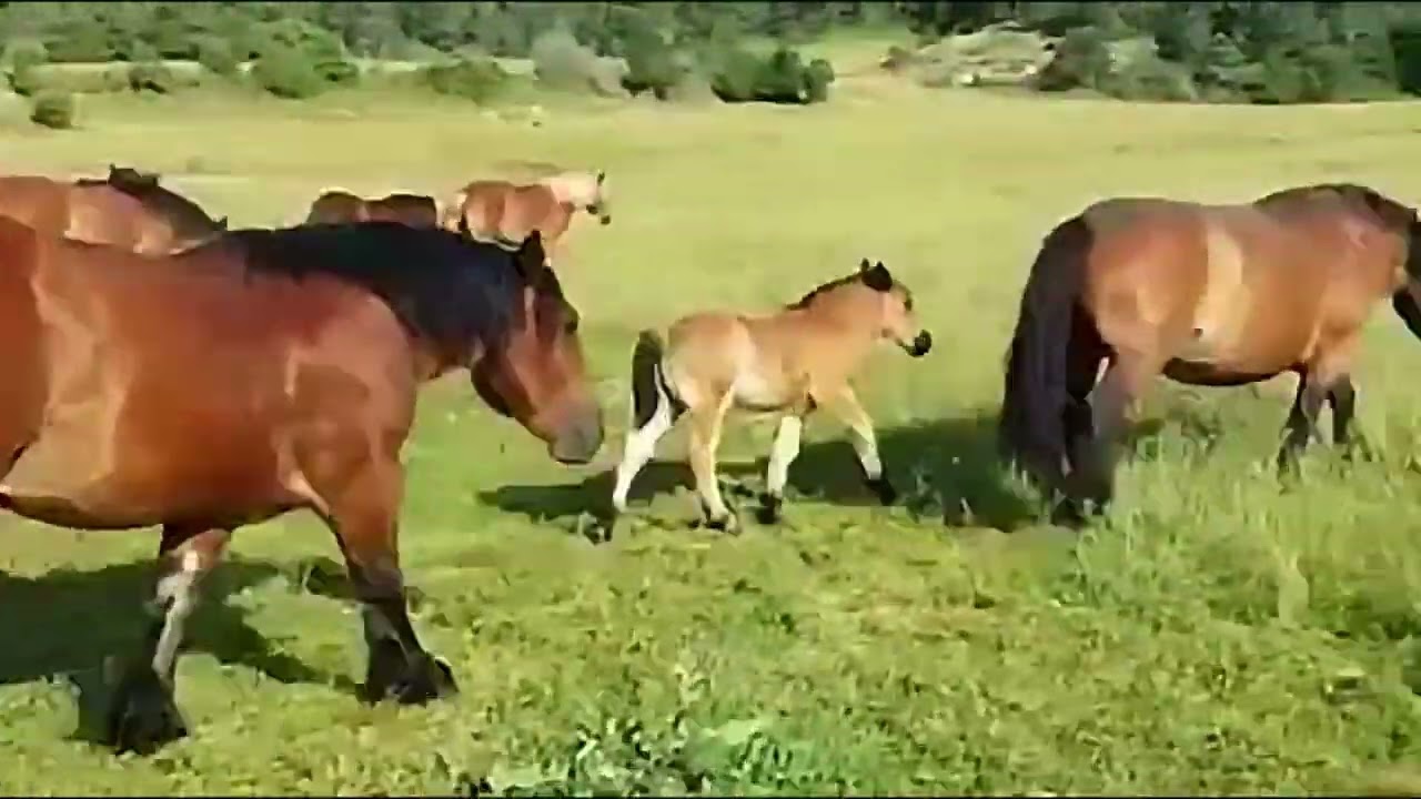 Recuperamos un vídeo de nuestra visita a la mejor yeguada de la raza burguete, evidentemente Indart.