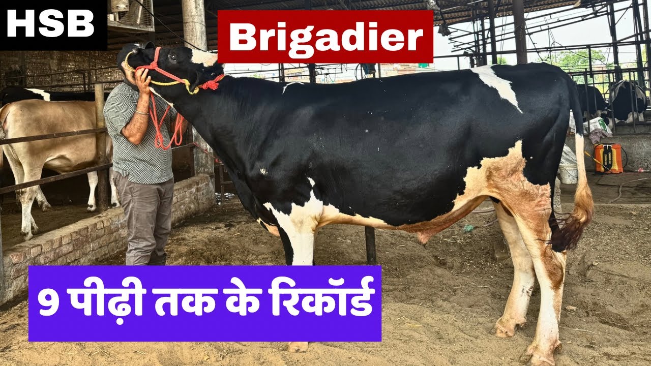 HSB New Bull Launching - ￼Brigadier || 9 पीढ़ी के रिकॉर्ड वाला बुल - Thanks Varun Kamboj Brother