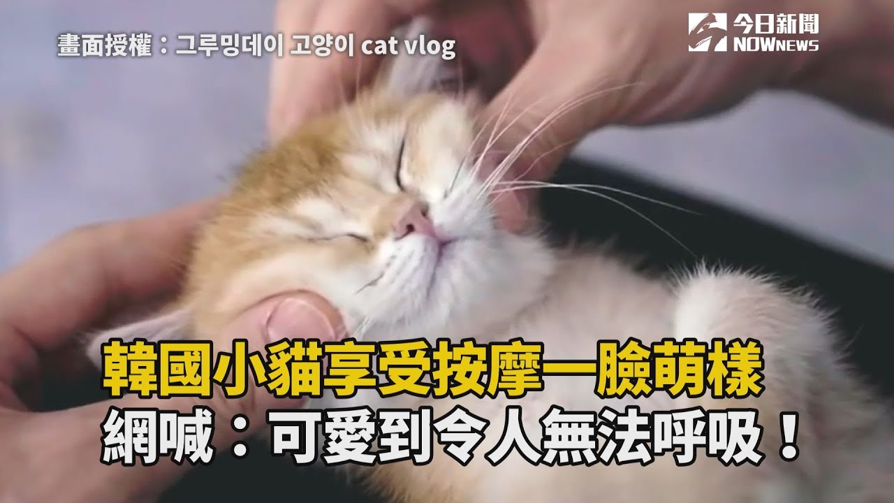 韓國小貓享受按摩一臉萌樣　可愛到令人無法呼吸！