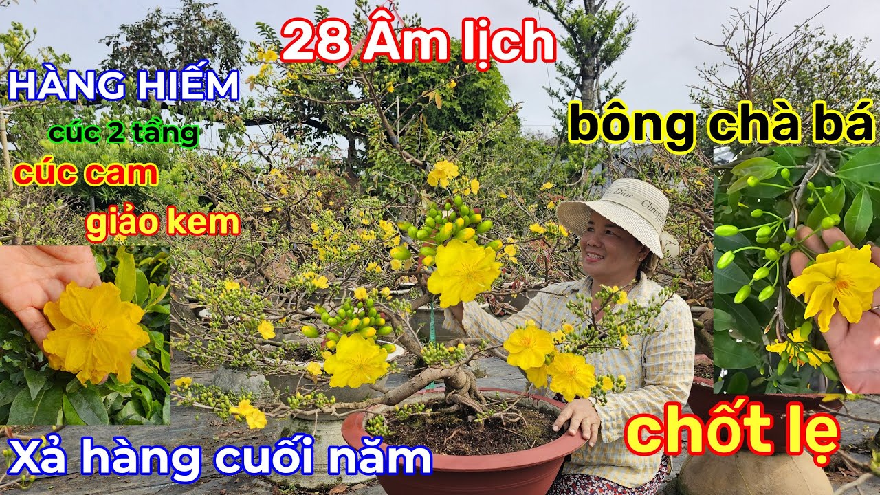 🌲15/2☎️vườn mai cô Phương☎️xả rẻ lô mai rin🌲trổ bông quá đẹp🌲có giống mai hiếm🌲giá mềm 