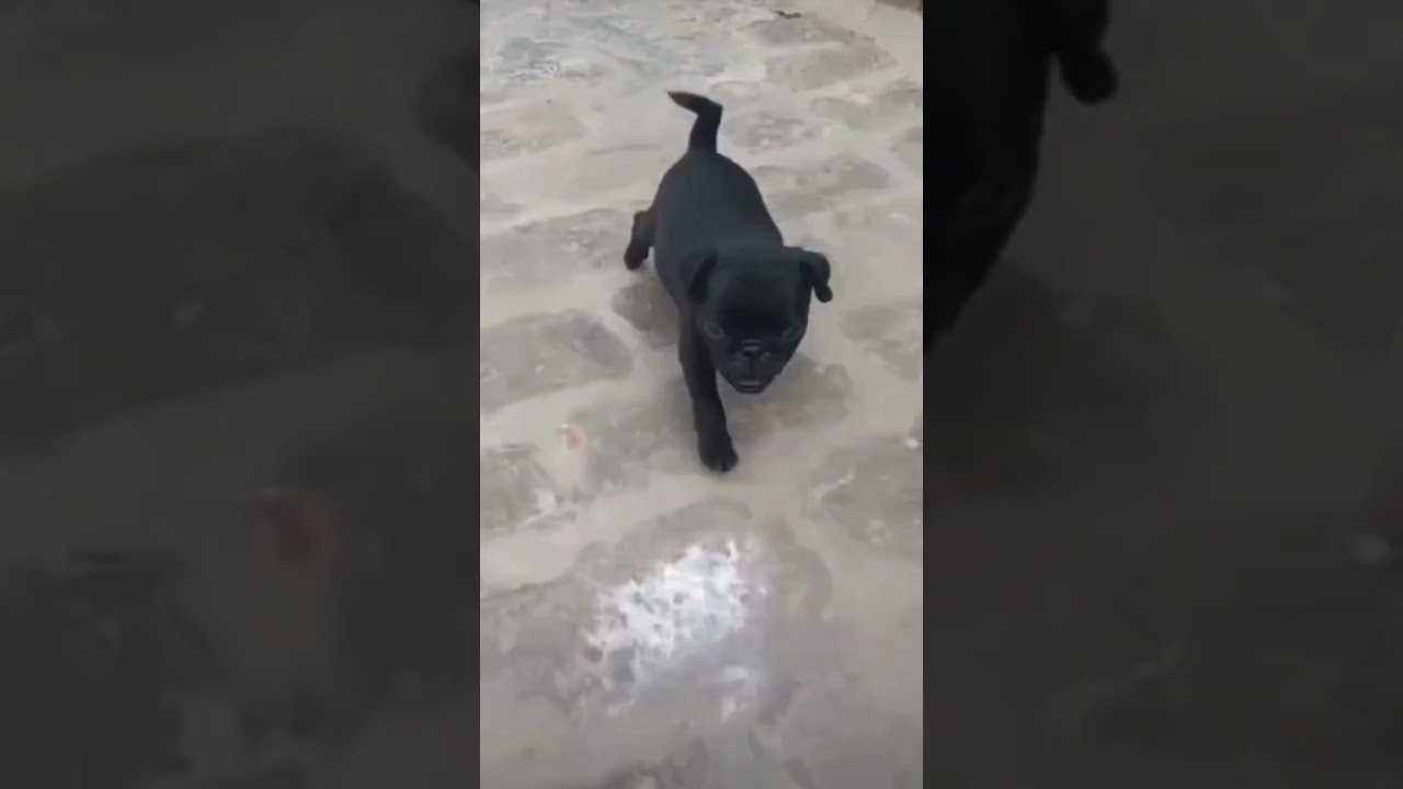 Black pug puppy 🐶- 