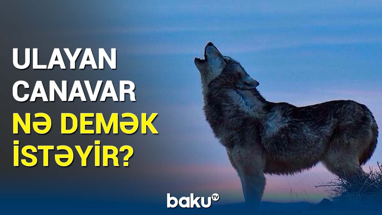 Yırtıcı heyvanların 