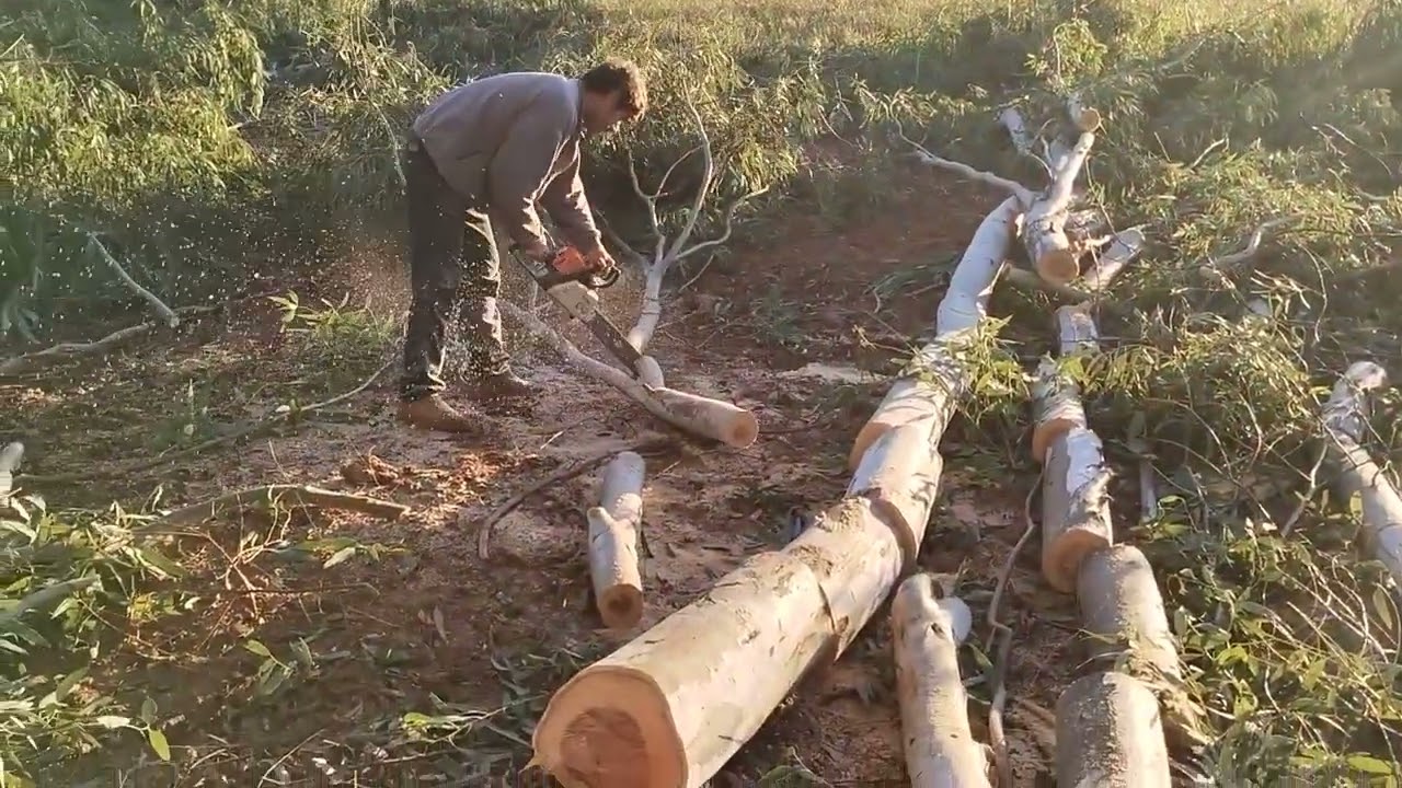 Cortando lenha na motosserra stihl 180 