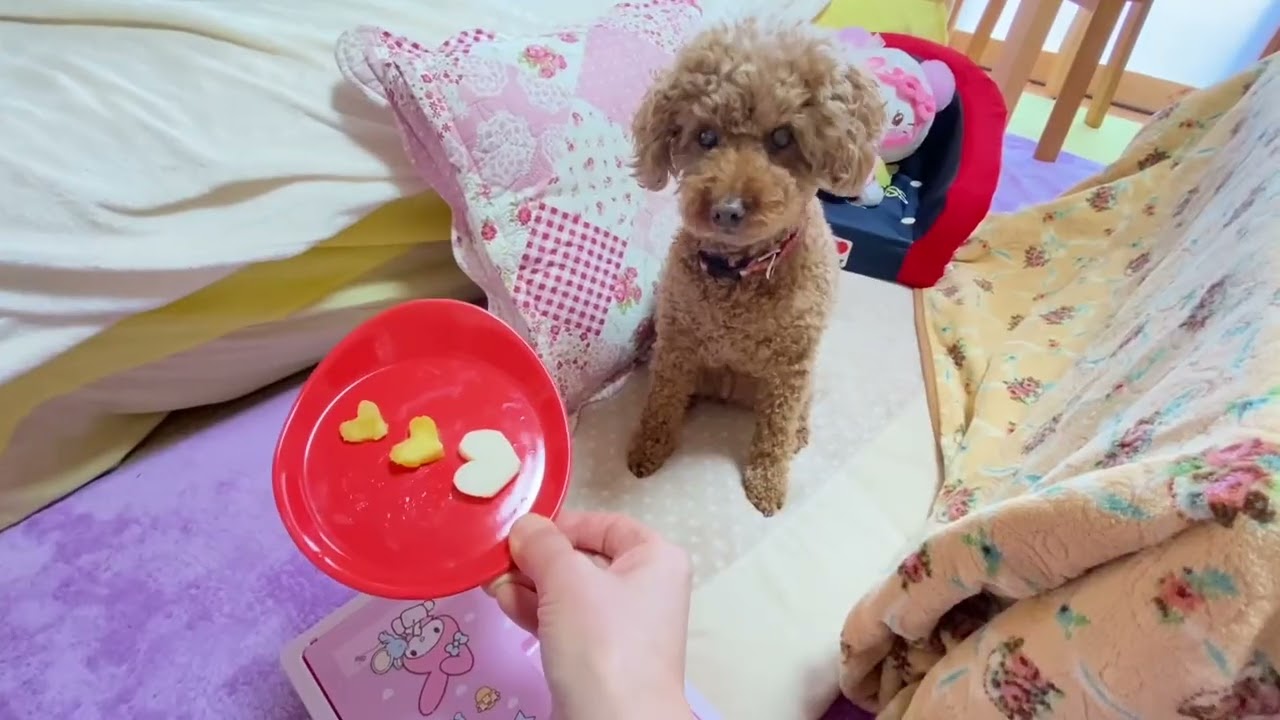 マリーちゃんバレンタイン💌『ギラギラ』