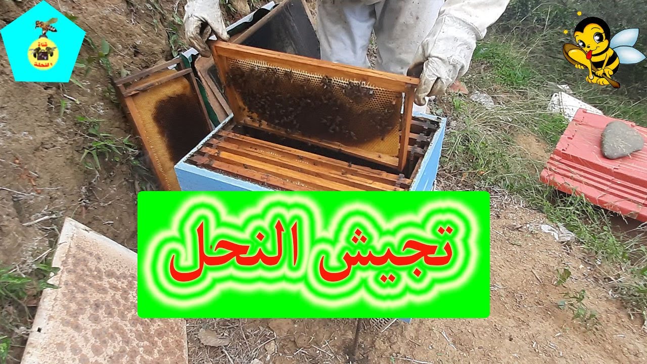 طريقة تجيش الخلايا في فصل الخريف