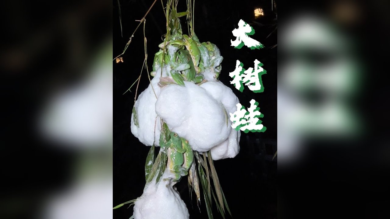 山林盛大场面—大树蛙集体繁殖