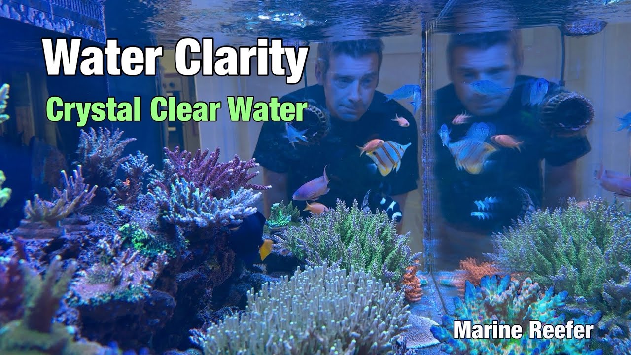 How to get Crystal Clear Water in a Saltwater Aquarium 