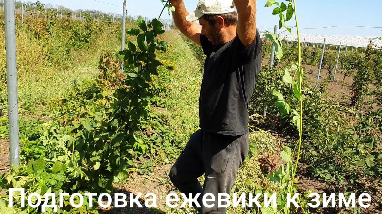 Ежевика Карака блек, Коламбия стар и Ежемалина.  Подготовка к зиме. Как правильно уложить в ряд.