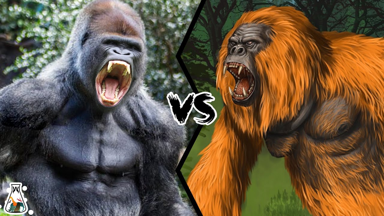 Gorilla VS Gigantopithecus - The only primate that could have defeated a gorilla