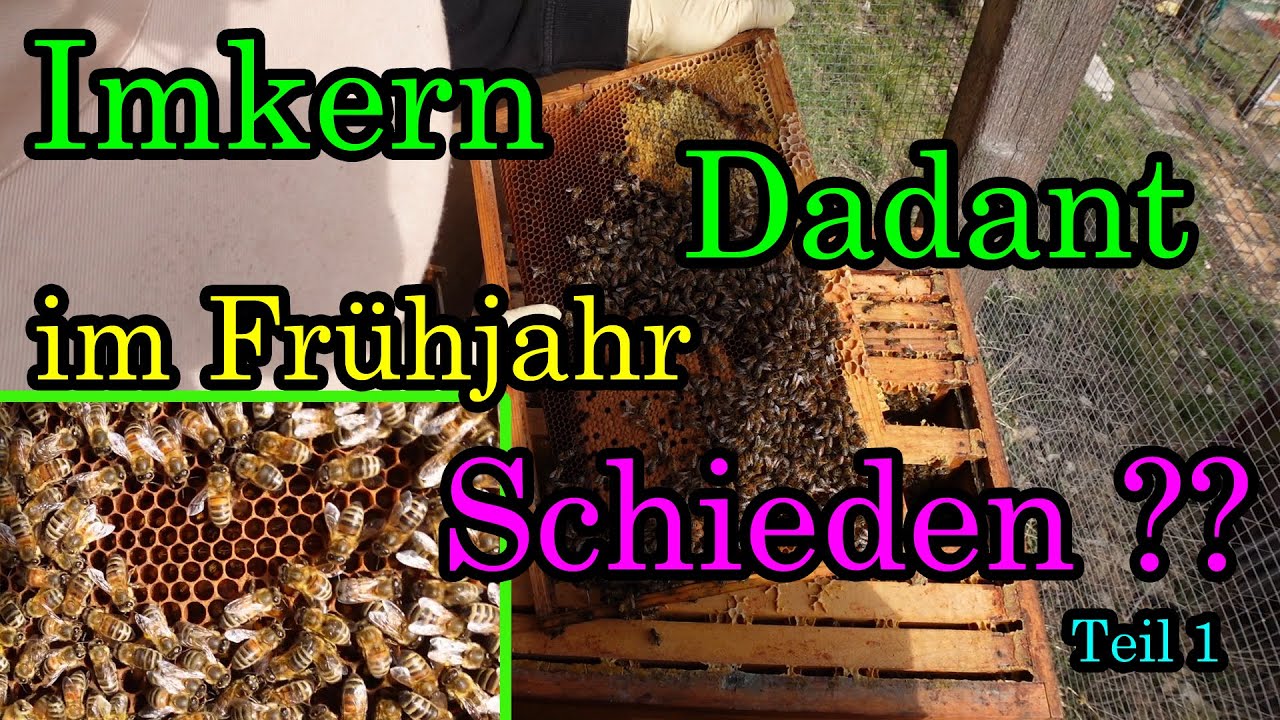 Imkern auf Dadant Teil 9 Das Schieden im Frühjahr