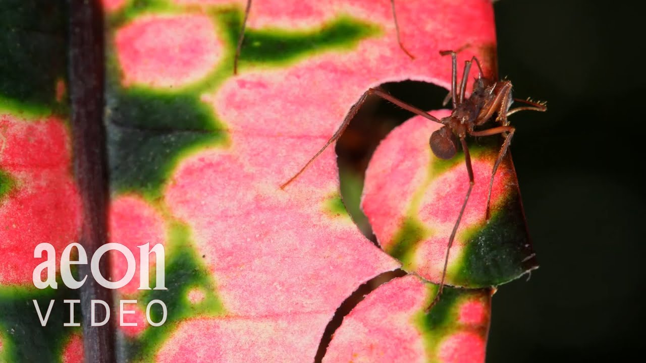 Ants create tiny abstract expressionist paintings | Antworks