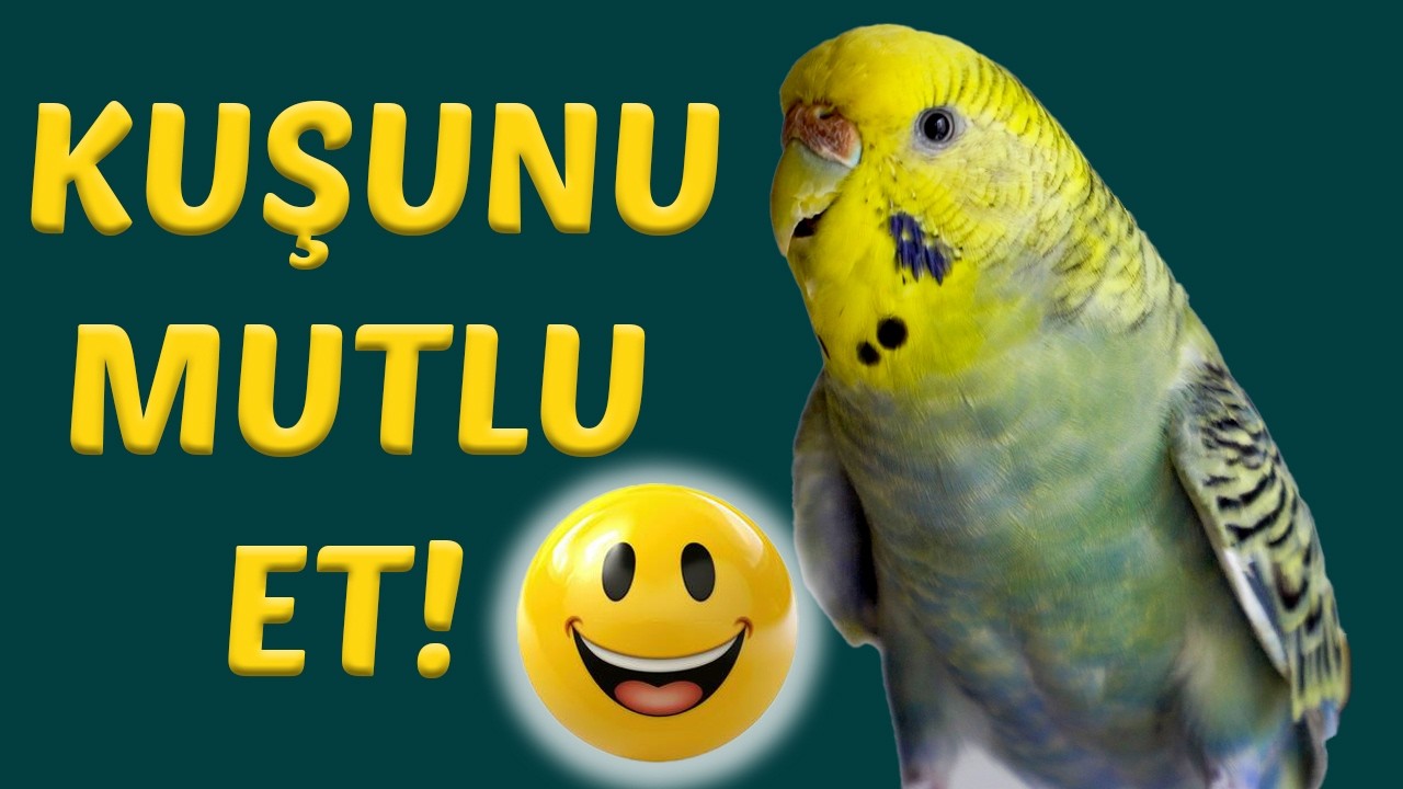 MUHABBET KUŞU SESİ Dinlet  Kuşunu Mutlu Et
