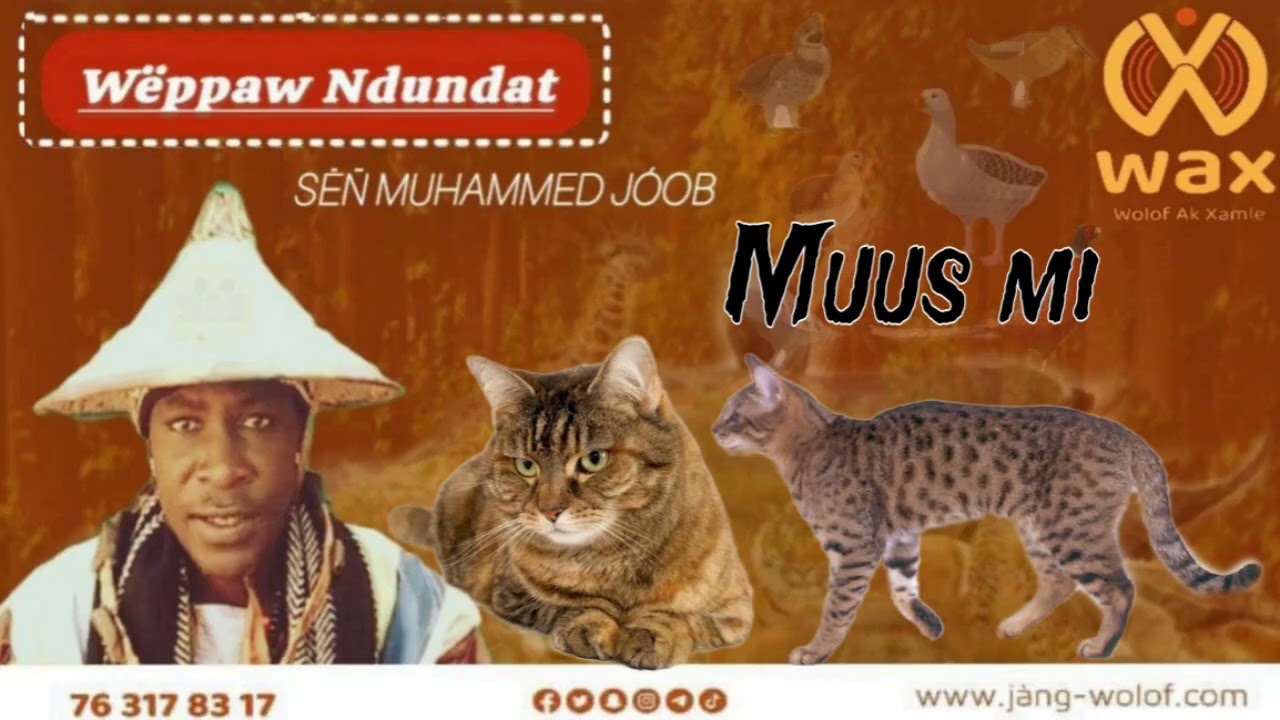 Muus ak li ci aju